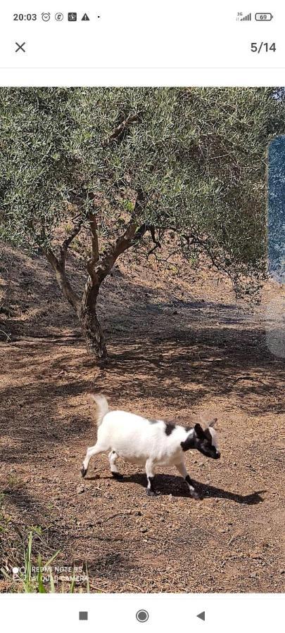 Tenda Etna Into The Wilde Montargano ภายนอก รูปภาพ